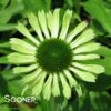 GREEN ENVY CONEFLOWER 1 GREEN ENVY CONEFLOWER -SOONER PLANT FARM Sales DETA 689