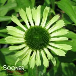 GREEN ENVY CONEFLOWER
