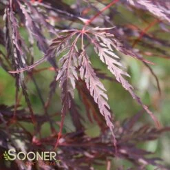 TAMUKEYAMA WEEPING JAPANESE MAPLE -SOONER PLANT FARM Sales DETA 693