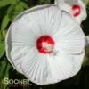 LUNA™ WHITE HARDY HIBISCUS -SOONER PLANT FARM Sales DETA 700