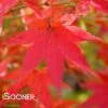 BENI SCHINCHIHENGE UPRIGHT JAPANESE MAPLE -SOONER PLANT FARM Sales DETA 705