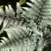 PEWTER LACE FERN 1 PEWTER LACE FERN -SOONER PLANT FARM Sales DETA 721