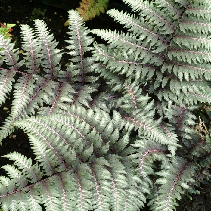 PEWTER LACE FERN 3 PEWTER LACE FERN
