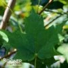 SUGAR MAPLE 1 SUGAR MAPLE -SOONER PLANT FARM Sales DETA 73