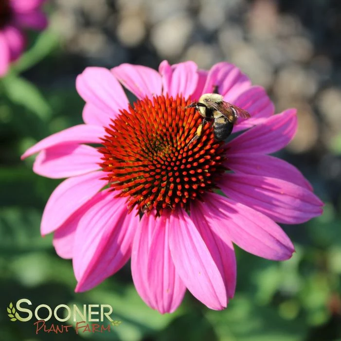 MERLOT CONEFLOWER 3 MERLOT CONEFLOWER