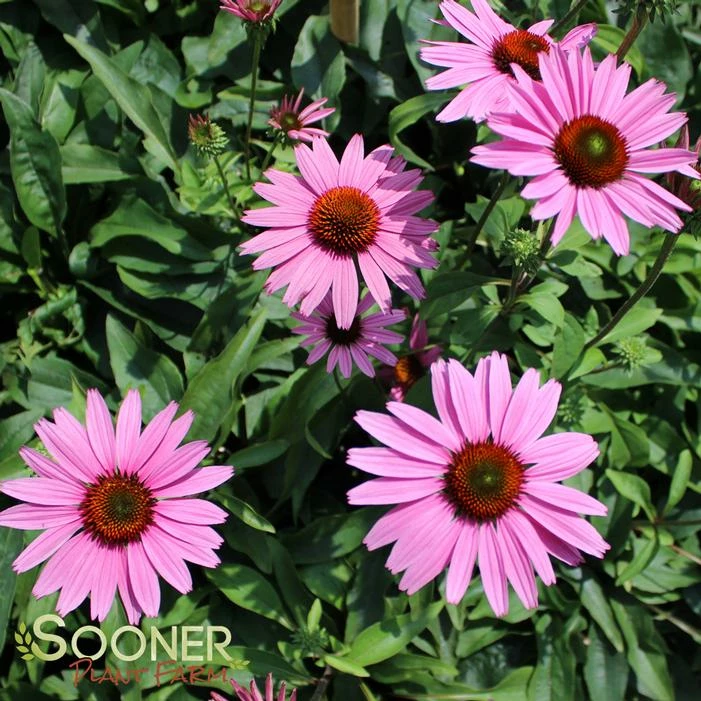 RUBY GIANT CONEFLOWER 4 RUBY GIANT CONEFLOWER - Image 2