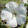 BLUE RIVER II HARDY HIBISCUS -SOONER PLANT FARM Sales DETA 738