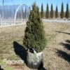 HOLMSTRUP ARBORVITAE 2 HOLMSTRUP ARBORVITAE -SOONER PLANT FARM Sales DETA 752