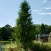 SHAWNEE BRAVE® BALD CYPRESS -SOONER PLANT FARM Sales DETA 8