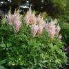 MILK AND HONEY ASTILBE 1 MILK AND HONEY ASTILBE -SOONER PLANT FARM Sales DETA 825