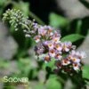 BI-COLOR BUTTERFLY BUSH 2 BI-COLOR BUTTERFLY BUSH -SOONER PLANT FARM Sales DETA 879