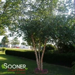 DURA HEAT® RIVER BIRCH -SOONER PLANT FARM Sales DETA 9