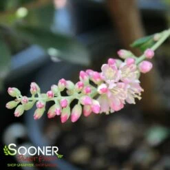 SIXTEEN CANDLES SUMMERSWEET