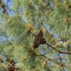 LOBLOLLY PINE -SOONER PLANT FARM Sales DETA 99