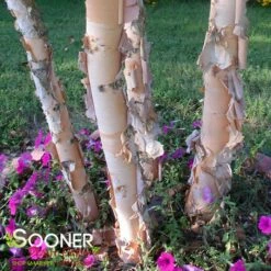 HERITAGE® RIVER BIRCH -SOONER PLANT FARM Sales DETA2 10