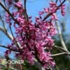 EASTERN REDBUD 2 EASTERN REDBUD -SOONER PLANT FARM Sales DETA2 105
