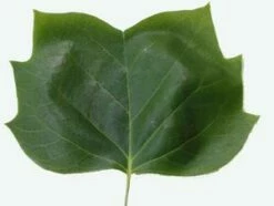 TULIP TREE -SOONER PLANT FARM Sales DETA2 109