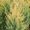 GOLD CONE JUNIPER -SOONER PLANT FARM Sales DETA2 1095