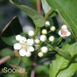 AUTUMN MAGIC BLACK CHOKEBERRY -SOONER PLANT FARM Sales DETA2 1100