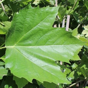 BLOODGOOD LONDON PLANETREE 5 BLOODGOOD LONDON PLANETREE - Image 3