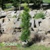 GREEN GIANT ARBORVITAE 2 GREEN GIANT ARBORVITAE -SOONER PLANT FARM Sales DETA2 113