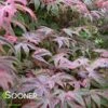 SHIRAZZ UPRIGHT JAPANESE MAPLE 2 SHIRAZZ UPRIGHT JAPANESE MAPLE -SOONER PLANT FARM Sales DETA2 1225