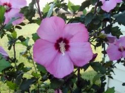 APHRODITE ALTHEA -SOONER PLANT FARM Sales DETA2 1241