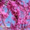 OKLAHOMA REDBUD 2 OKLAHOMA REDBUD -SOONER PLANT FARM Sales DETA2 1286