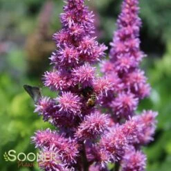 VISIONS ASTILBE -SOONER PLANT FARM Sales DETA2 1328