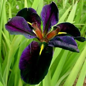 BLACK GAMECOCK IRIS 3 BLACK GAMECOCK IRIS