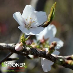 YOSHINO FLOWERING CHERRY -SOONER PLANT FARM Sales DETA2 14
