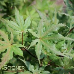 AMBER GHOST UPRIGHT JAPANESE MAPLE 7 AMBER GHOST UPRIGHT JAPANESE MAPLE -SOONER PLANT FARM Sales DETA2 1409