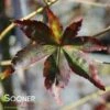 SAGARA NISHIKI UPRIGHT JAPANESE MAPLE 1 SAGARA NISHIKI UPRIGHT JAPANESE MAPLE -SOONER PLANT FARM Sales DETA2 1415