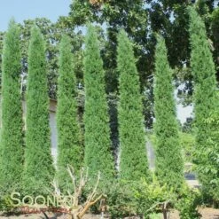 TAYLOR JUNIPER 8 TAYLOR JUNIPER -SOONER PLANT FARM Sales DETA2 142