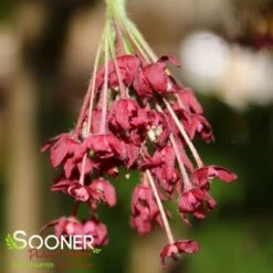 SOONER PLANT FARM Sales -SOONER PLANT FARM Sales DETA2 1442