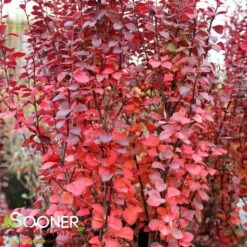 ORANGE ROCKET BARBERRY 9 ORANGE ROCKET BARBERRY -SOONER PLANT FARM Sales DETA2 1447