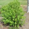 FOX VALLEY® RIVER BIRCH 1 FOX VALLEY® RIVER BIRCH -SOONER PLANT FARM Sales DETA2 1476