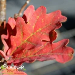 CRIMSON SPIRE™ OAK -SOONER PLANT FARM Sales DETA2 1491