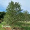 CITY SLICKER RIVER BIRCH -SOONER PLANT FARM Sales DETA2 1523