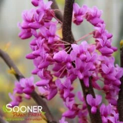THE RISING SUN™ REDBUD 10 THE RISING SUN™ REDBUD -SOONER PLANT FARM Sales DETA2 1530