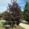 CANADA RED CHOKECHERRY 2 CANADA RED CHOKECHERRY -SOONER PLANT FARM Sales DETA2 16