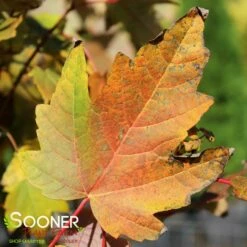 BOWHALL MAPLE -SOONER PLANT FARM Sales DETA2 174