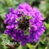HOMESTEAD PURPLE VERBENA