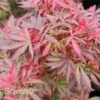 SHAINA DWARF UPRIGHT JAPANESE MAPLE 2 SHAINA DWARF UPRIGHT JAPANESE MAPLE -SOONER PLANT FARM Sales DETA2 1874