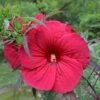 FIREBALL FLEMING™ HARDY HIBISCUS -SOONER PLANT FARM Sales DETA2 192