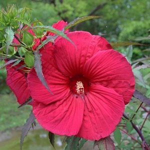 FIREBALL FLEMING™ HARDY HIBISCUS 3 FIREBALL FLEMING™ HARDY HIBISCUS