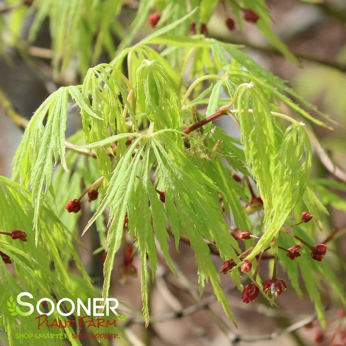 GREEN LACE WEEPING JAPANESE MAPLE 4 GREEN LACE WEEPING JAPANESE MAPLE - Image 2