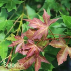FIRE DRAGON® SHANTUNG MAPLE -SOONER PLANT FARM Sales DETA2 2002