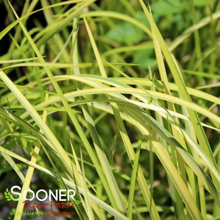 GOLDEN VARIEGATED JAPANESE SWEET FLAG 4 GOLDEN VARIEGATED JAPANESE SWEET FLAG - Image 2