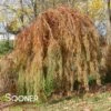 FALLING WATERS WEEPING BALD CYPRESS 1 FALLING WATERS WEEPING BALD CYPRESS -SOONER PLANT FARM Sales DETA2 2063